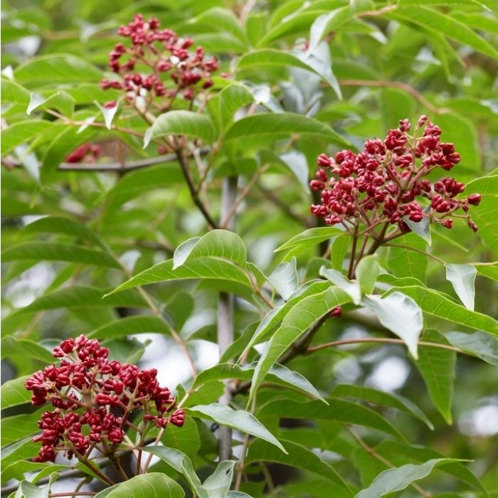 Late-flowering Autumn Plants That Will Help Bees