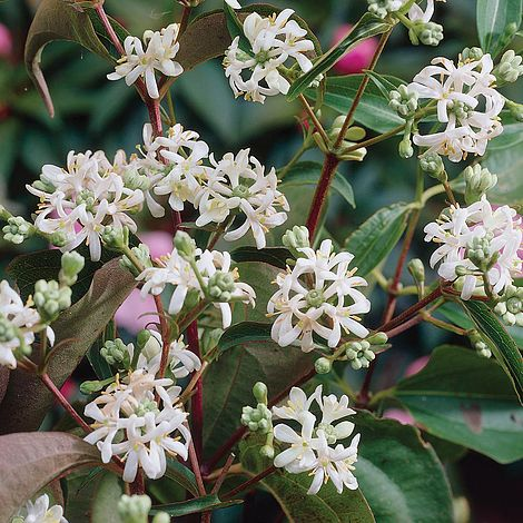 Late-flowering Autumn Plants That Will Help Bees
