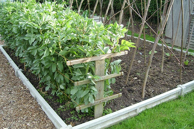Are Broad Beans Easy to Grow?