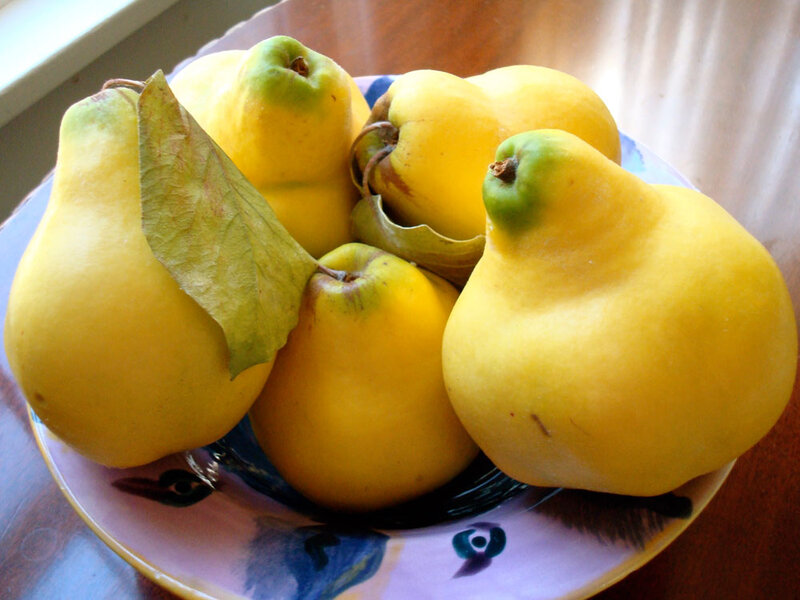 Where Do Quinces Grow Best?