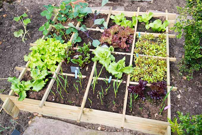 Raised Beds and Square Gardening: Advantages, Design and Planting