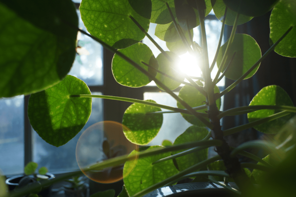 How To Grow And Care For UFO Plant (Pilea)