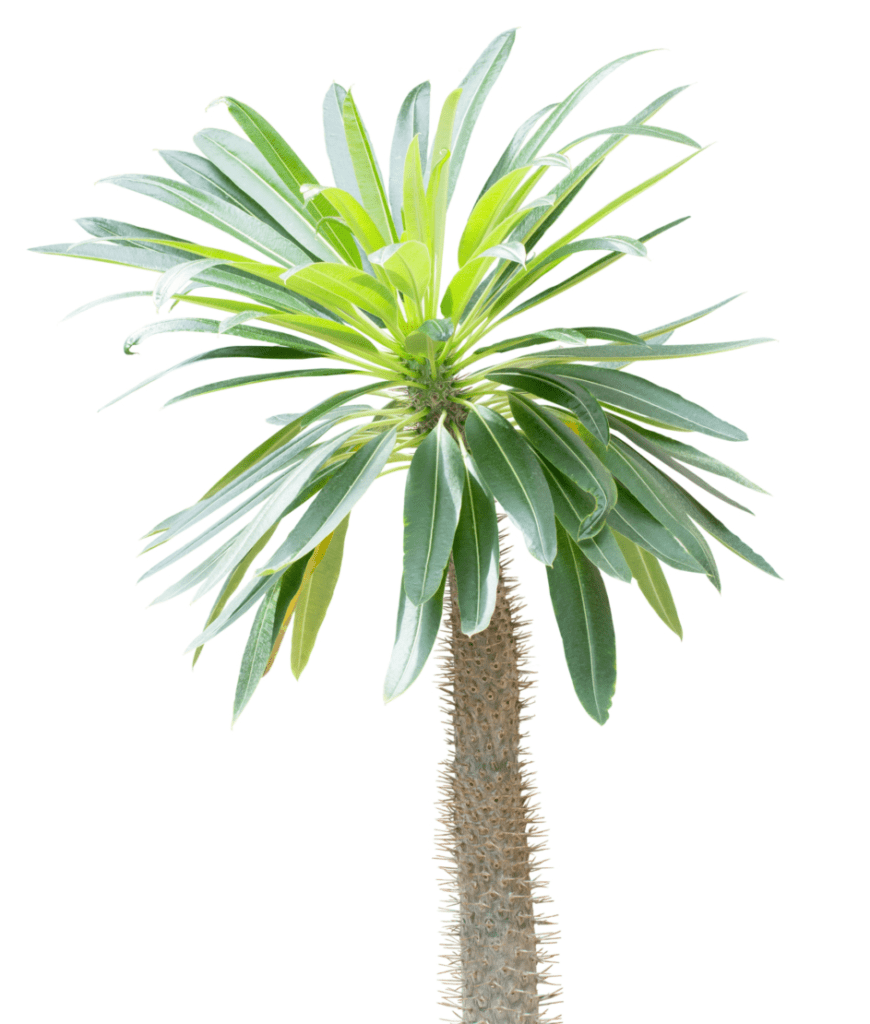 Are Madagascar Palms Easy to Care for?