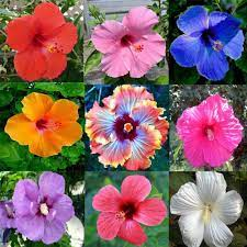 Cutting Hibiscus for a Healthy Flowering Shrubs