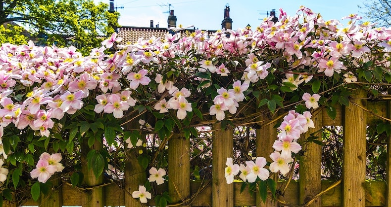 Perennial Climbers for the Garden and Balcony