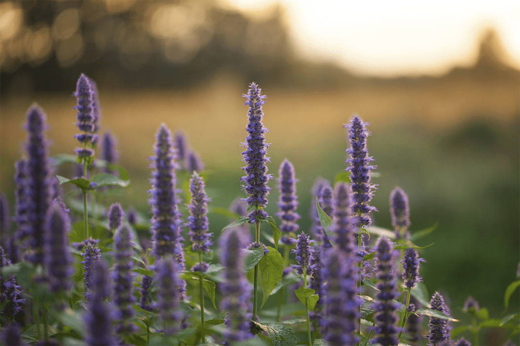 Can I Use Herbs Straight From the Garden?