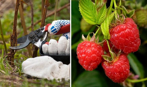 How Do You Increase the Yield of Raspberries?