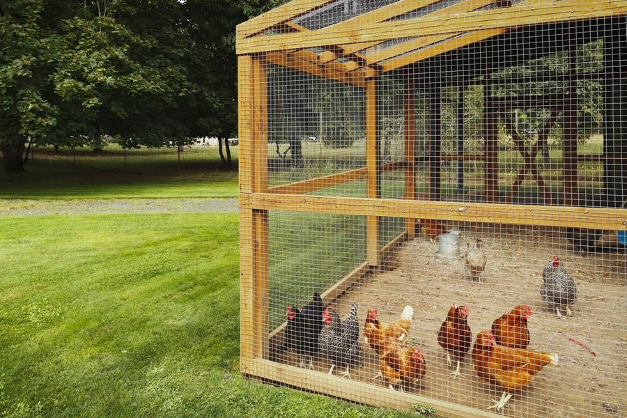 Keeping Chickens in the Garden: What to Keep in Mind