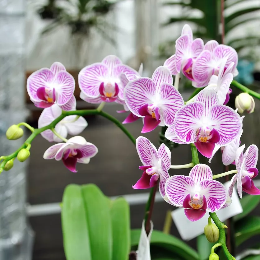 How Do You Repot an Orchid for Beginners?