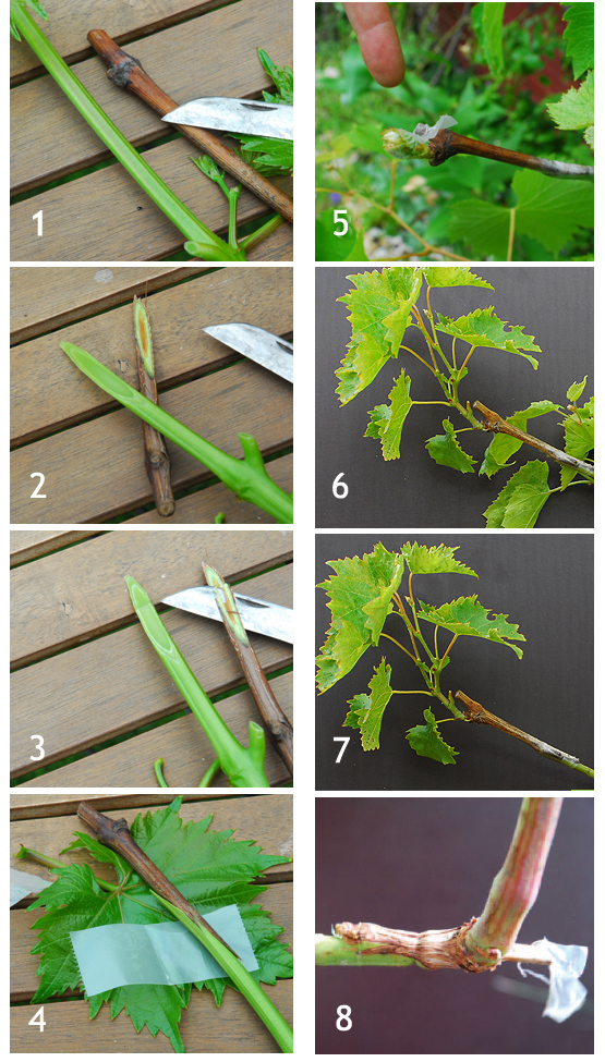Grafting a Vine -instruction for the Home Garden