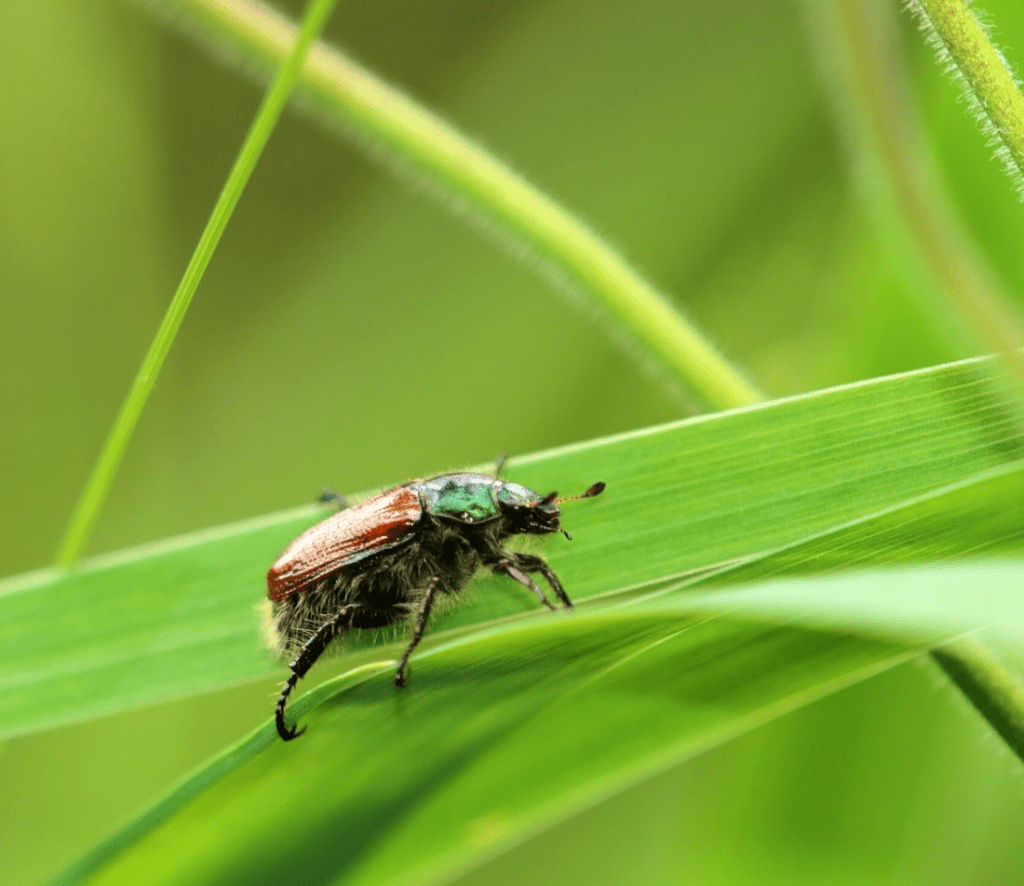 Garden Leaf Beetle Control - Help for Your Lawn