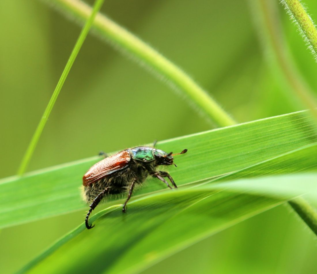 Garden Leaf Beetle Control - Help For Your Lawn - Gardeninguru