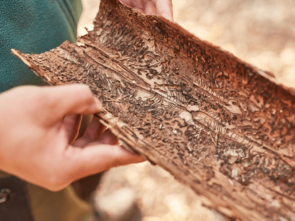 How To Detect Bark Beetles In Trees