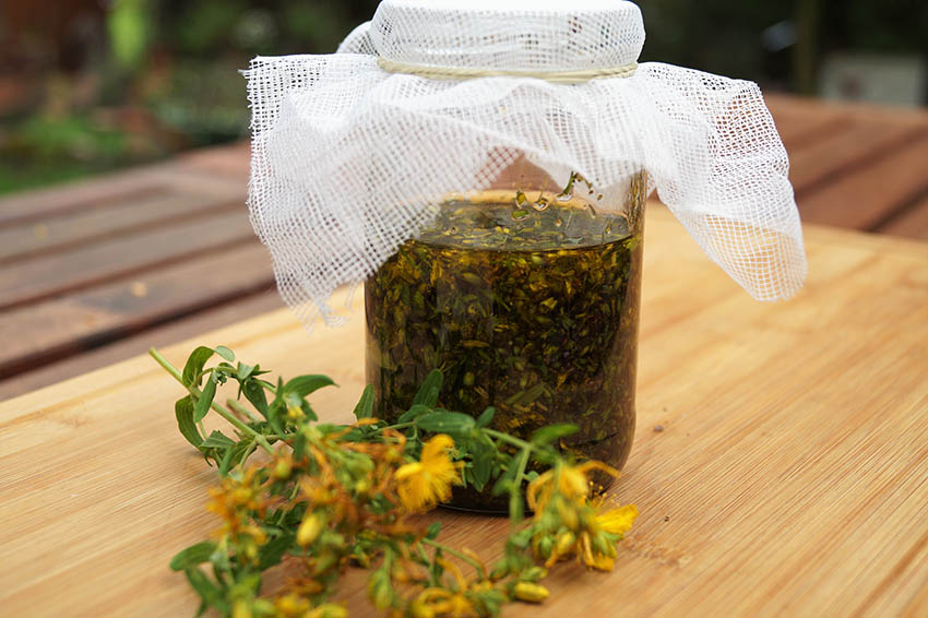 Making St. John's Wort Oil: St. John's Wort Info And Tips