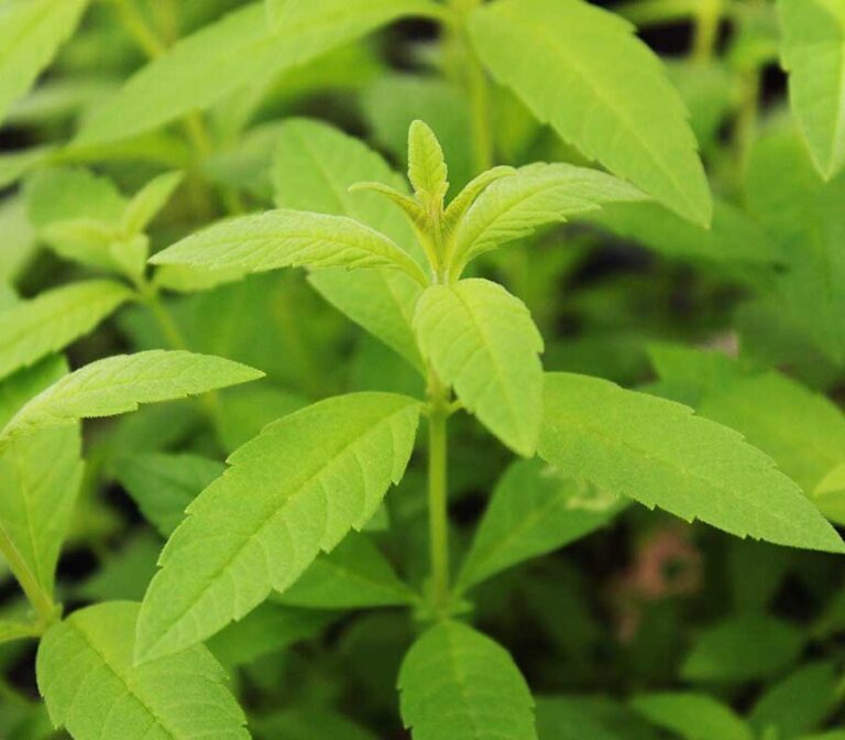 Lemon Verbena – The Queen Of Herbal Tea