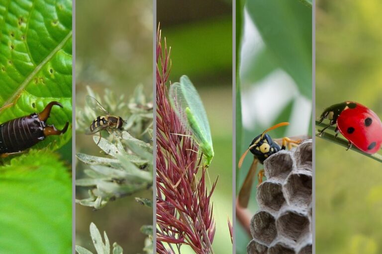 5 Beneficial Insects That Enrich And Protect The Garden