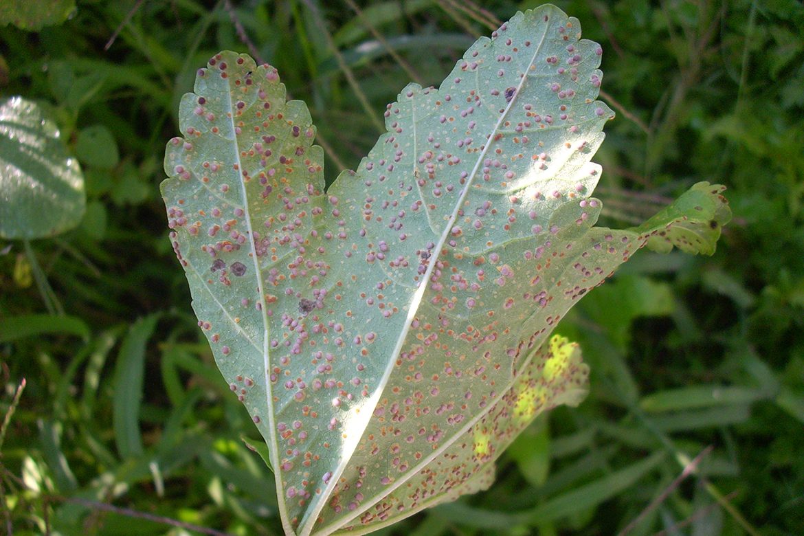 First Aid For Fungal Diseases In The Garden