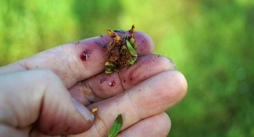 Making St. John's Wort Oil: St. John's Wort Info And Tips