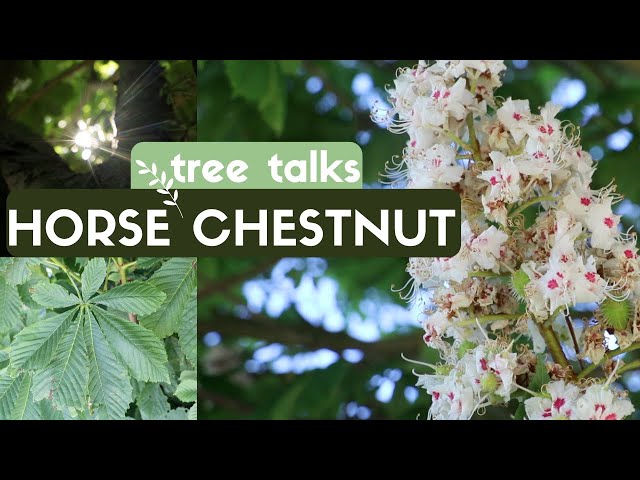 Horse Chestnut Tree - Identification & Facts
