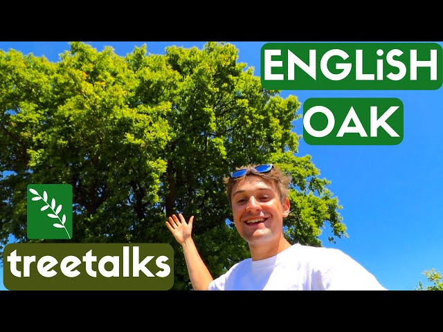 English Oak Tree - Facts & Identification