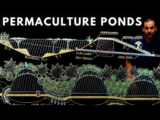 Permaculture Ponds: Why, Where & How