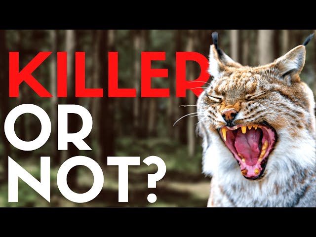 Do Lynx Actually Kill Humans?