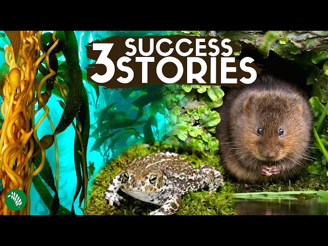 3 Successful Rewilding Britain Projects