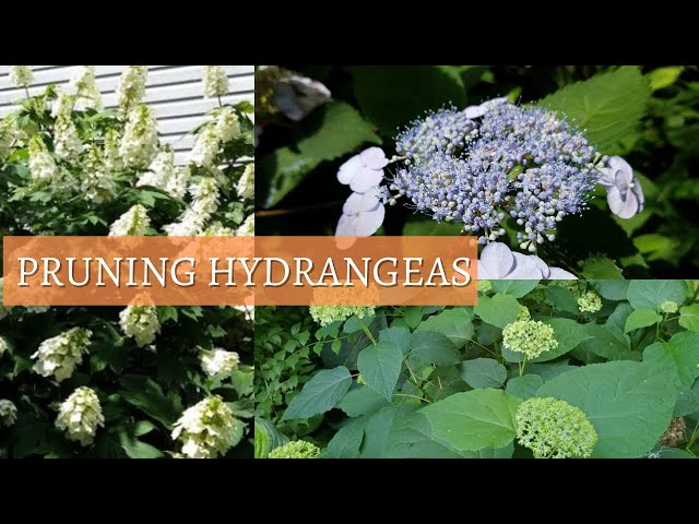 When to Prune Hydrangeas (H. quercifolia, H. arborescens , H. Macrophylla)