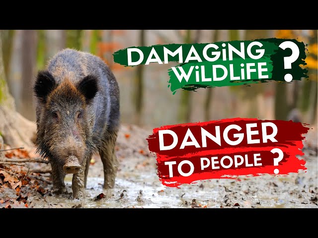 Rewilding Britain - the Controversial Story of Wild Boar