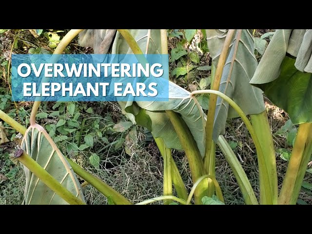 How I Take Care of Elephant Ears in the Fall - Tips for Overwintering Elephant Ears in Zone 7