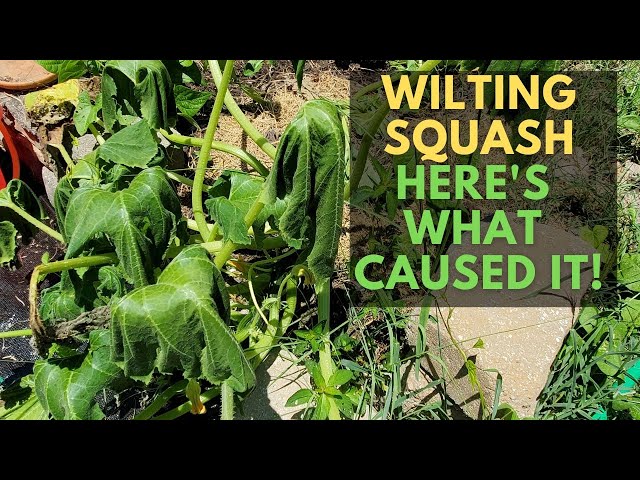 Why Is My Squash Wilting? Signs of the Squash Vine Borer