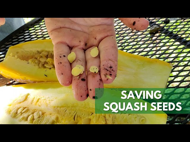 How to Save Squash Seeds (works with Zucchini too!)
