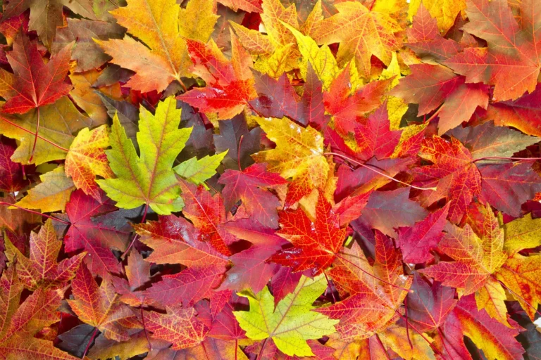 Why Autumn Leaves Are The Best Mulch