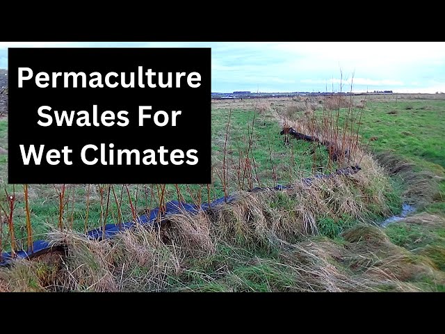 How to use swales to prevent waterlogging