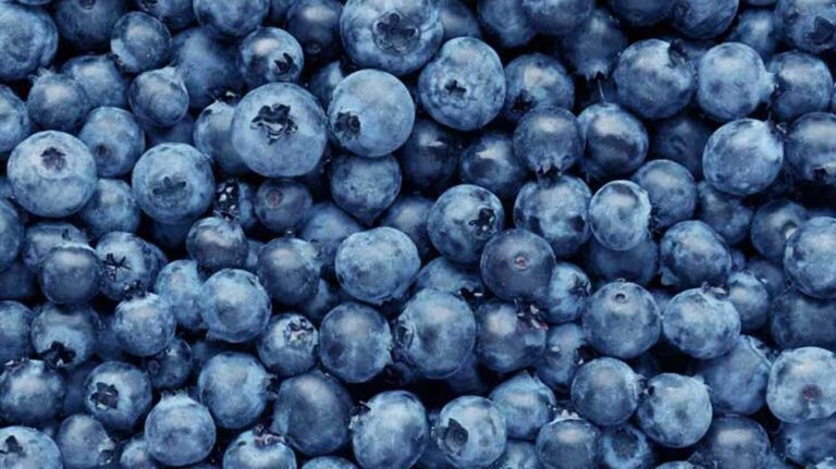 Bring blueberries well through the winter