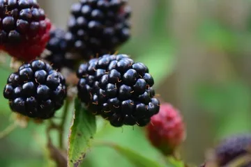 Growing Blackberries in the Orchard: With thorns or without thorns?