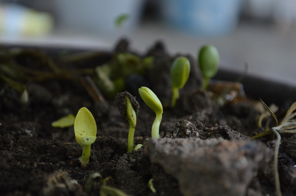 Boost Your Garden Soil with Composting Directly in the Ground