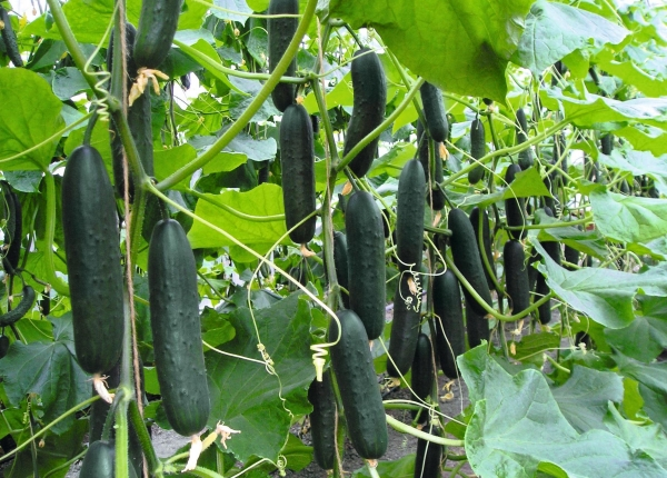 Trellising and Pruning Cucumbers: Complete Guide