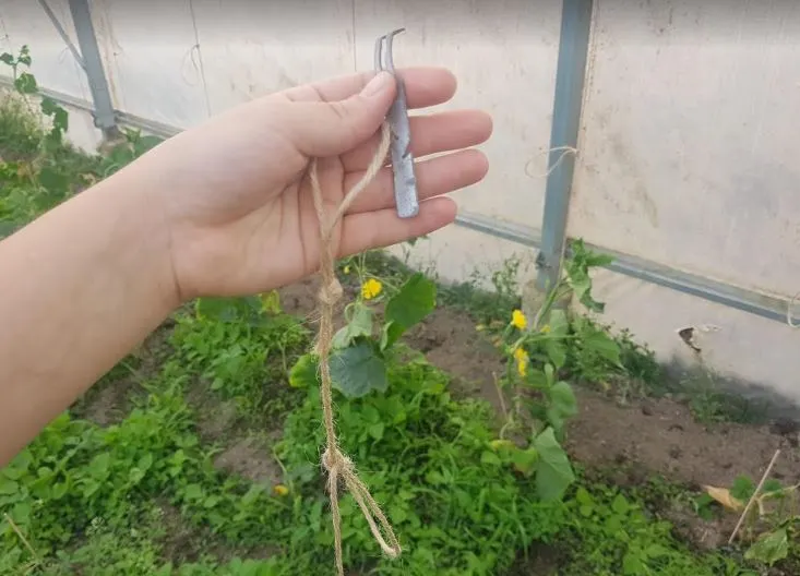 Trellising and Pruning Cucumbers: Complete Guide