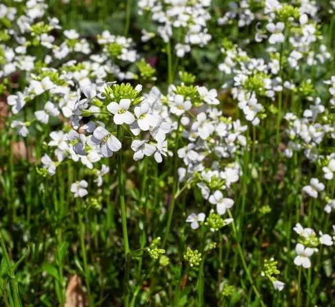 How to Grow Watercress Step by Step: Everything You Need to Know