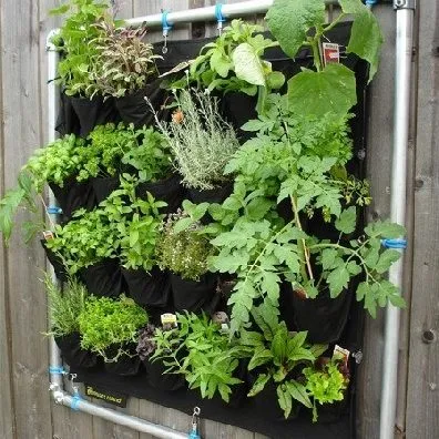 Mini Organic Vegetable Garden: How to make an urban vegetable garden at home