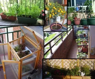 Mini Organic Vegetable Garden: How to make an urban vegetable garden at home