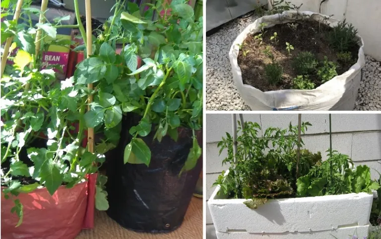 Mini Organic Vegetable Garden: How to make an urban vegetable garden at home