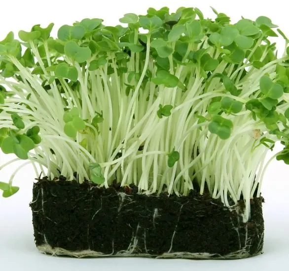 How to Grow Watercress Step by Step: Everything You Need to Know