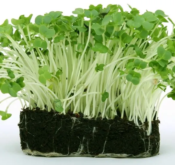 How To Grow Watercress Step By Step Everything You Need To Know Gardeninguru 