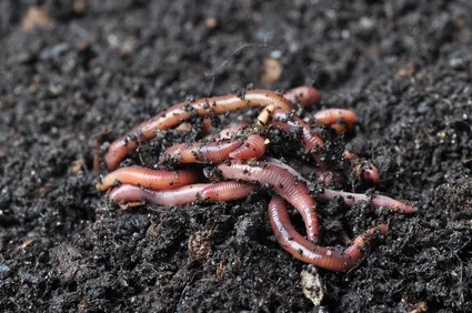 Worm compost: What is vermiculture and how to make homemade fertilizer