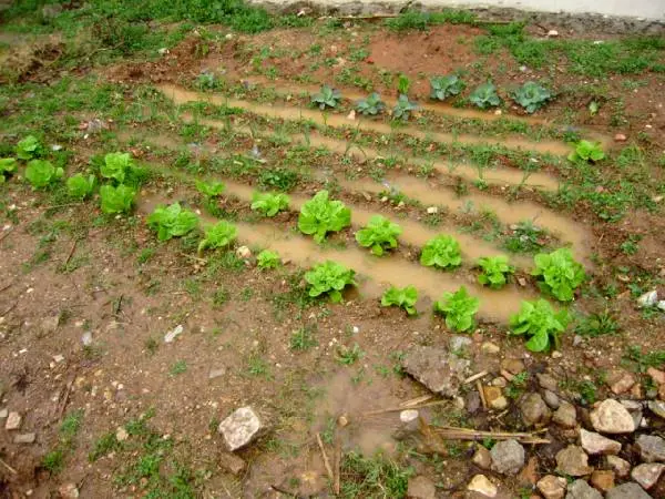 How to make a drainage in the vegetable garden: Why is it necessary?