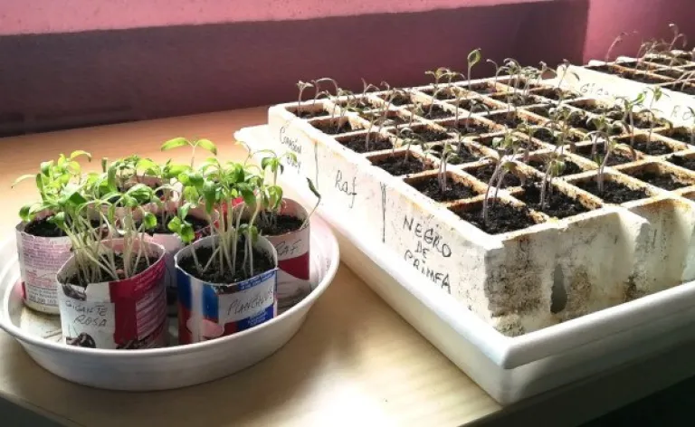 How to make a seedling step by step: seeds and substrate