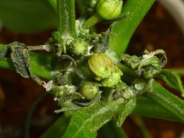 White Spider on Plants: What is it, damage it causes and how to remove the pest