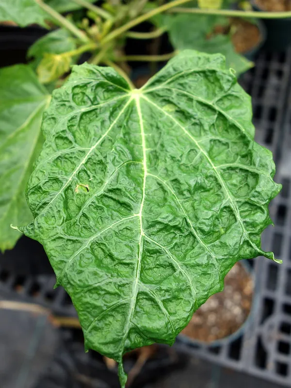 White Spider on Plants: What is it, damage it causes and how to remove the pest